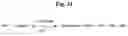 Fig. 26 - Monomethylvaline compounds capable of conjugation to ligands