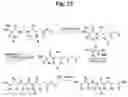 Fig. 27 - Monomethylvaline compounds capable of conjugation to ligands
