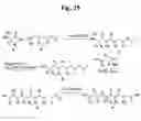 Fig. 27 - Monomethylvaline compounds capable of conjugation to ligands