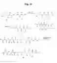 Fig. 28 - Monomethylvaline compounds capable of conjugation to ligands