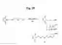 Fig. 31 - Monomethylvaline compounds capable of conjugation to ligands