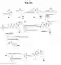 Fig. 34 - Monomethylvaline compounds capable of conjugation to ligands