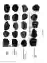 Fig. 29 - Modified free-living microbes, vaccine compositions and methods of use thereof