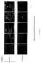 Fig. 38 - Modified free-living microbes, vaccine compositions and methods of use thereof