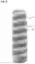 Fig. 13 - Opaque multi-phase dentifrice with coils