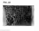 Fig. 03 - Decelluarlized Tissue Engineered Constructs and Tissues