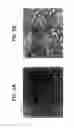 Fig. 09 - Decelluarlized Tissue Engineered Constructs and Tissues