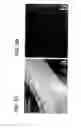 Fig. 10 - Decelluarlized Tissue Engineered Constructs and Tissues