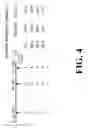 Fig. 05 - Polymorphisms in the Fcgr2b Promoter and Uses Thereof