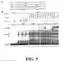 Fig. 06 - Polymorphisms in the Fcgr2b Promoter and Uses Thereof