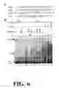 Fig. 07 - Polymorphisms in the Fcgr2b Promoter and Uses Thereof