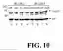 Fig. 11 - Polymorphisms in the Fcgr2b Promoter and Uses Thereof