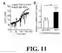 Fig. 12 - Polymorphisms in the Fcgr2b Promoter and Uses Thereof
