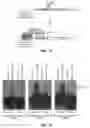 Fig. 08 - System for pulling out regulatory elements using yeast