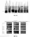 Fig. 09 - System for pulling out regulatory elements using yeast