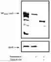 Fig. 01 - Twin-arginine translocation in 