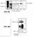 Fig. 07 - Twin-arginine translocation in 