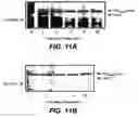 Fig. 10 - Twin-arginine translocation in 
