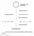 Fig. 01 - Method for in vitro molecular evolution of protein function