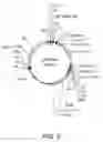 Fig. 06 - Ketoreductase enzymes and uses thereof