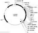 Fig. 01 - Methods And Compositions For Grafting Functional Loops Into A Protein
