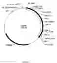 Fig. 06 - Methods And Compositions For Grafting Functional Loops Into A Protein