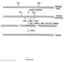 Fig. 07 - Methods And Compositions For Grafting Functional Loops Into A Protein