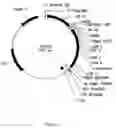 Fig. 09 - Methods And Compositions For Grafting Functional Loops Into A Protein