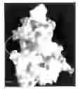 Fig. 13 - MODULATION OF PROTEIN FUNCTIONALITIES