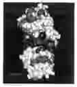 Fig. 16 - MODULATION OF PROTEIN FUNCTIONALITIES