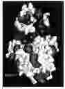 Fig. 19 - MODULATION OF PROTEIN FUNCTIONALITIES