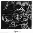 Fig. 21 - MODULATION OF PROTEIN FUNCTIONALITIES