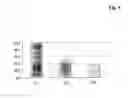 Fig. 06 - Enhancement of vanadium-containing phosphatase inhibitors
