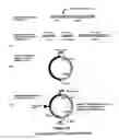 Fig. 26 - Property effecting and/or property exhibiting compositions for therapeutic and diagnostic uses