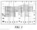 Fig. 02 - ISOLATED PHOSPHOLIPID-PROTEIN PARTICLES