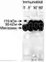Fig. 01 - Matriptase, a serine protease and its applications
