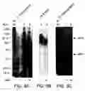 Fig. 07 - Matriptase, a serine protease and its applications
