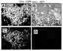 Fig. 01 - Directed Neural Differentiation