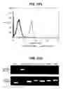 Fig. 03 - Directed Neural Differentiation