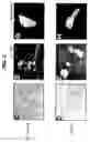 Fig. 04 - Directed Neural Differentiation