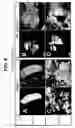 Fig. 09 - Directed Neural Differentiation