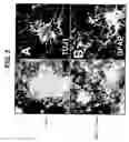 Fig. 10 - Directed Neural Differentiation