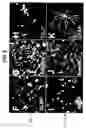 Fig. 12 - Directed Neural Differentiation