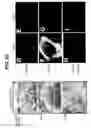 Fig. 17 - Directed Neural Differentiation