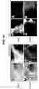Fig. 19 - Directed Neural Differentiation