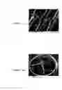 Fig. 04 - Self-assembling peptide amphiphiles for tissue engineering