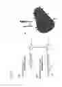 Fig. 13 - Self-assembling peptide amphiphiles for tissue engineering