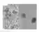 Fig. 01 - Complexes of hyaluronans, other matrix components, hormones and growth factors for maintenance, expansion and/or differentiation of cells