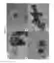 Fig. 17 - Complexes of hyaluronans, other matrix components, hormones and growth factors for maintenance, expansion and/or differentiation of cells
