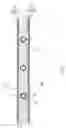 Fig. 03 - Sports board having stringers